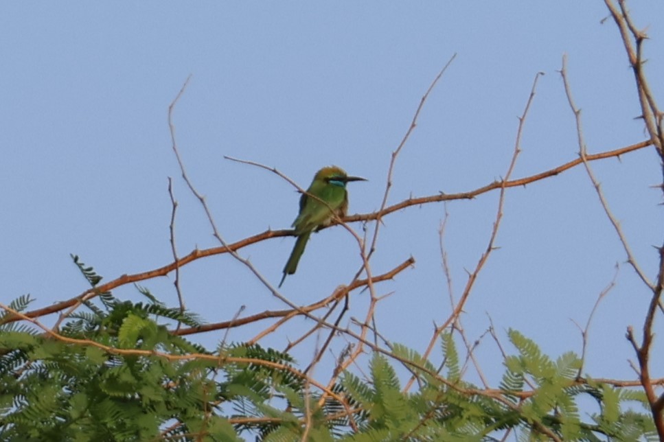 Erle-txori berde arabiarra - ML647277879