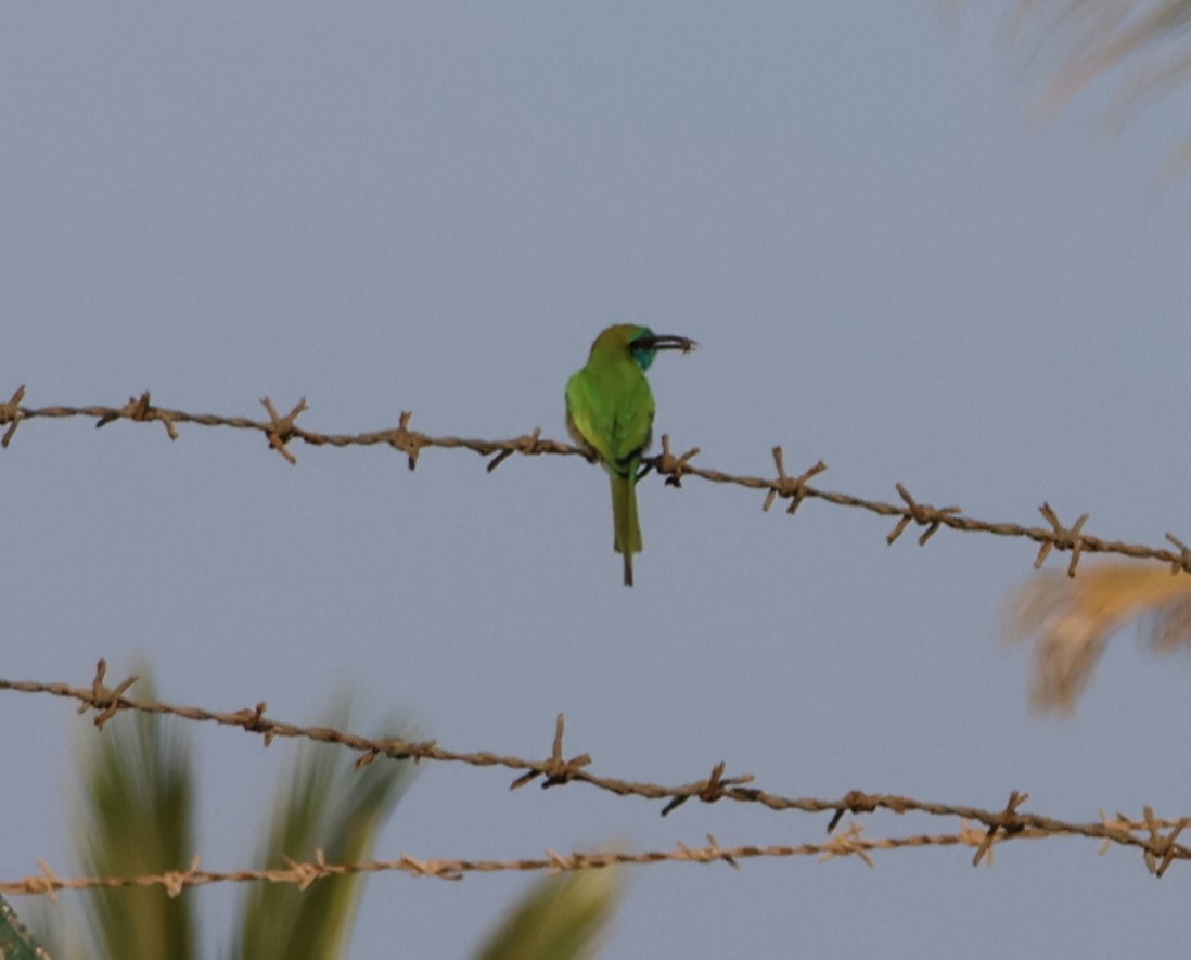 Erle-txori berde arabiarra - ML647277880