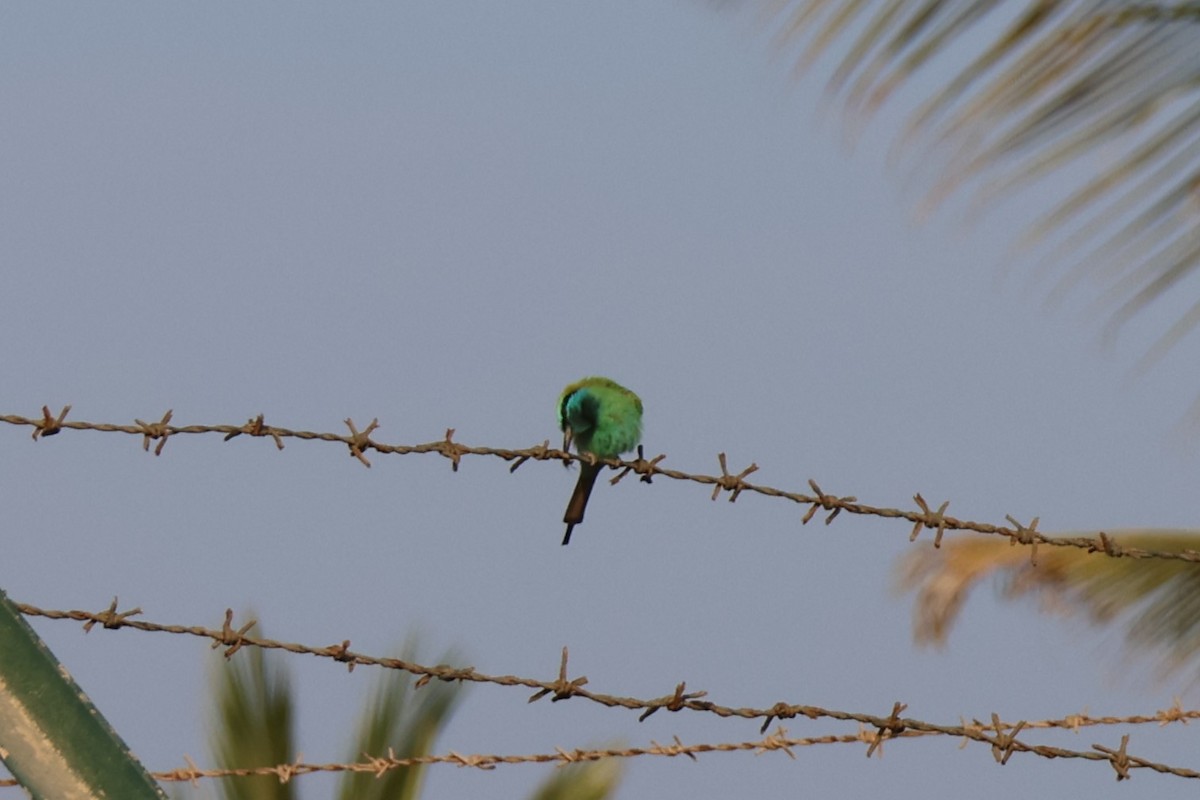 Erle-txori berde arabiarra - ML647277881