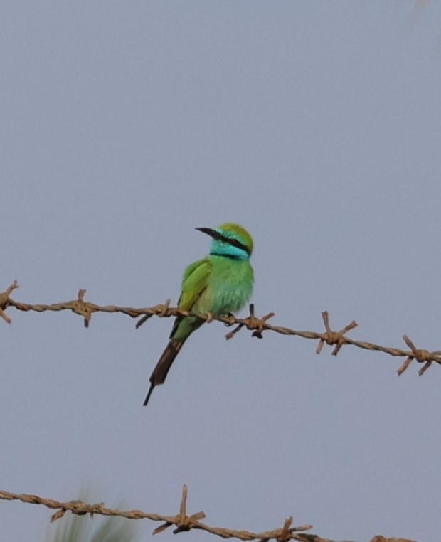 Erle-txori berde arabiarra - ML647277882