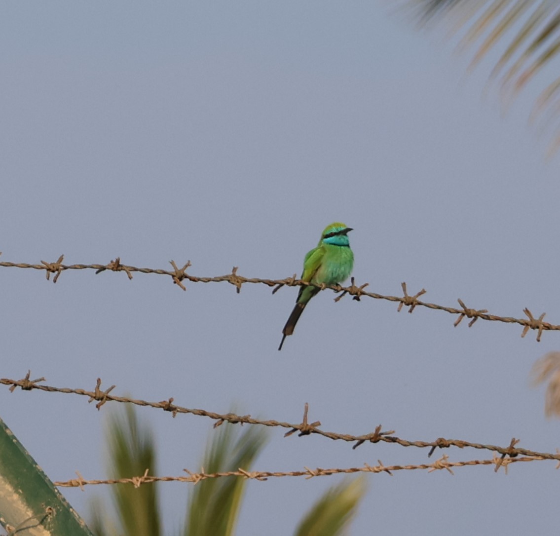 Erle-txori berde arabiarra - ML647277883