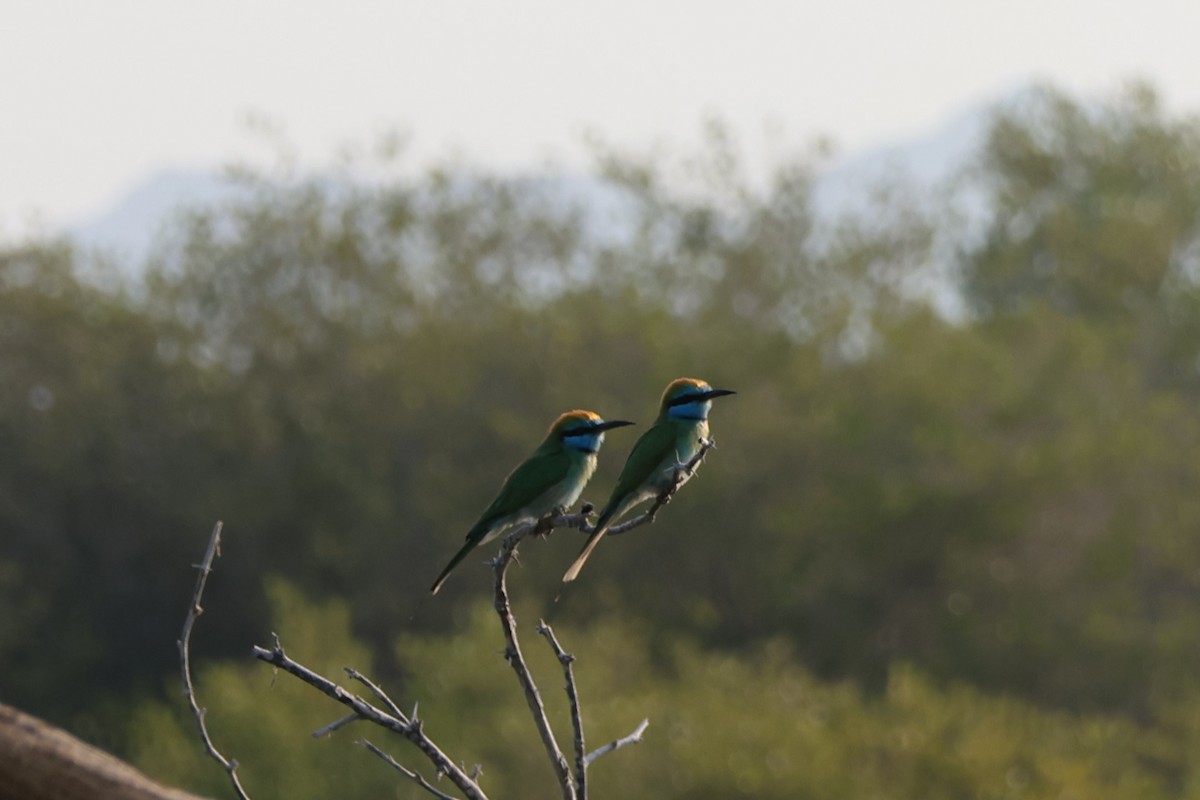 Erle-txori berde arabiarra - ML647277885