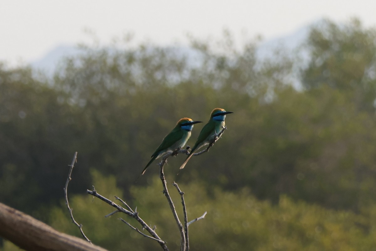 Erle-txori berde arabiarra - ML647277887