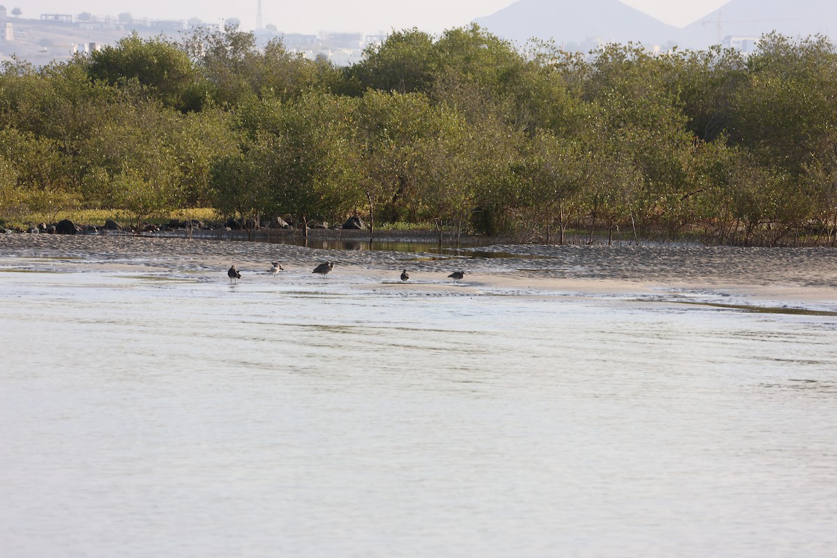 Eurasian Whimbrel - ML647277892