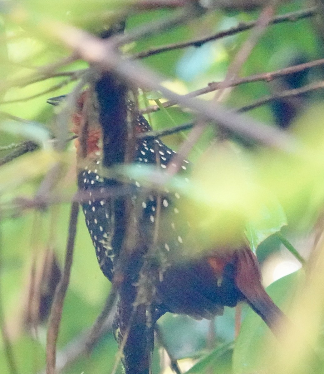 Глазчатый тапакуло - ML647277898