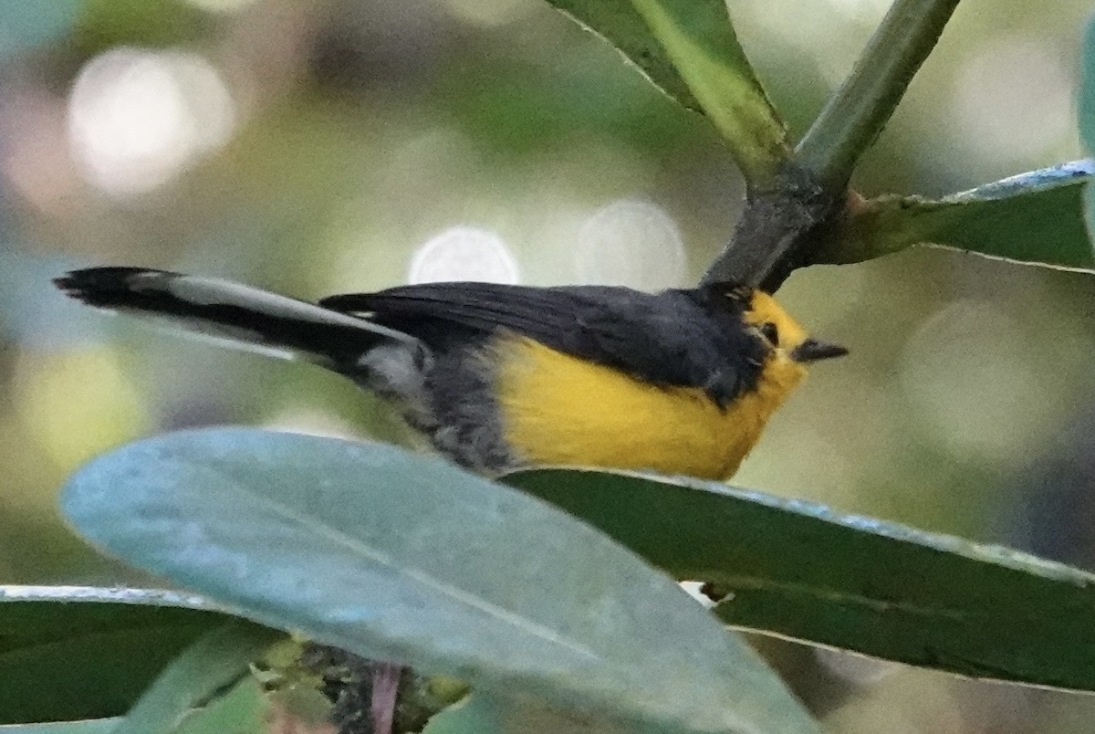 Süslü Ötleğen - ML647277901