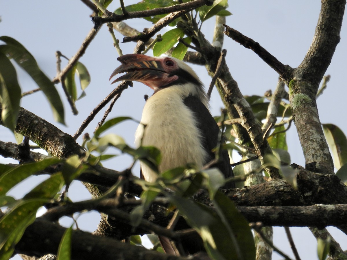 Luzon Hornbill - ML647277904
