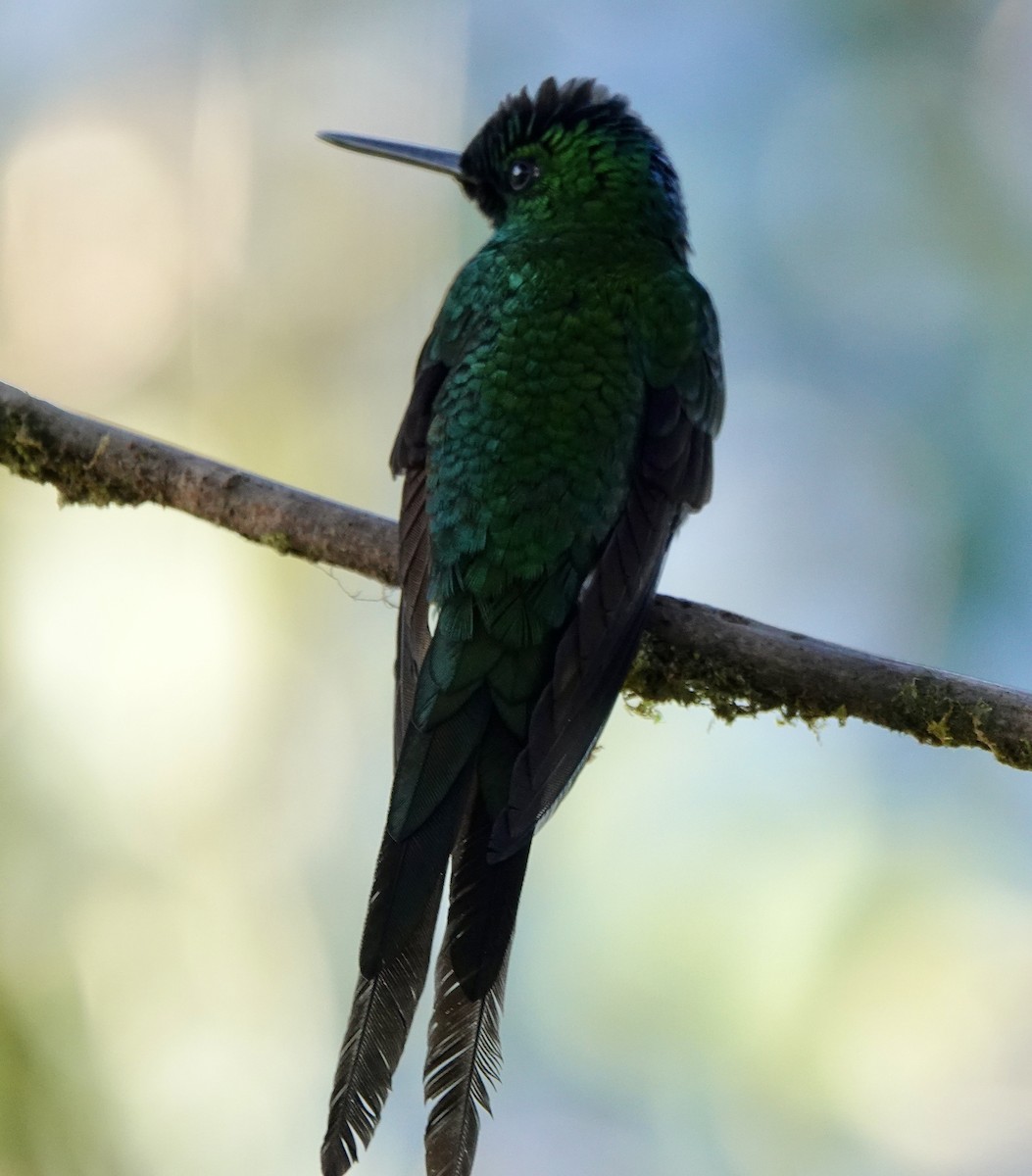 Empress Brilliant - ML647277912