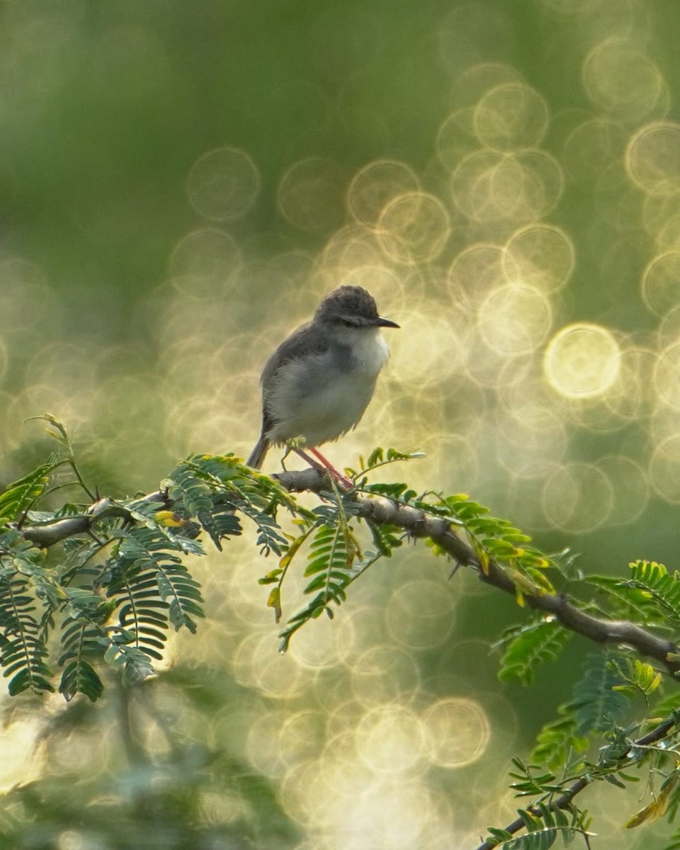 Plain Prinia - ML647277924