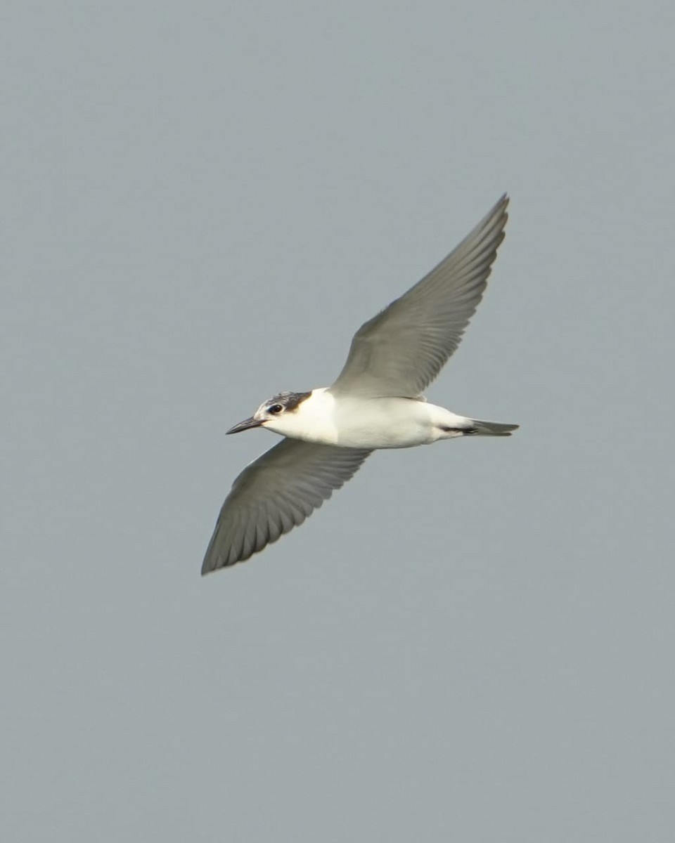 Whiskered Tern - ML647277926