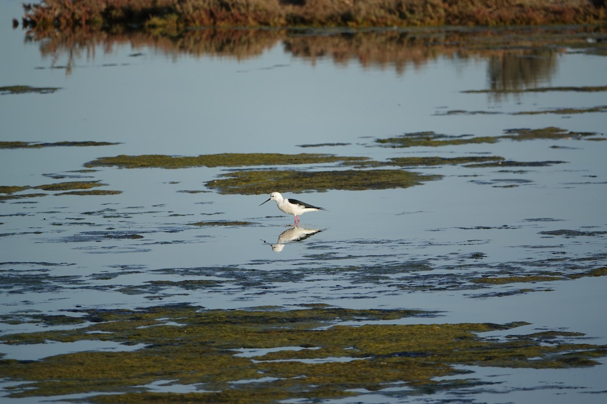 Black-winged Stilt - ML647277945