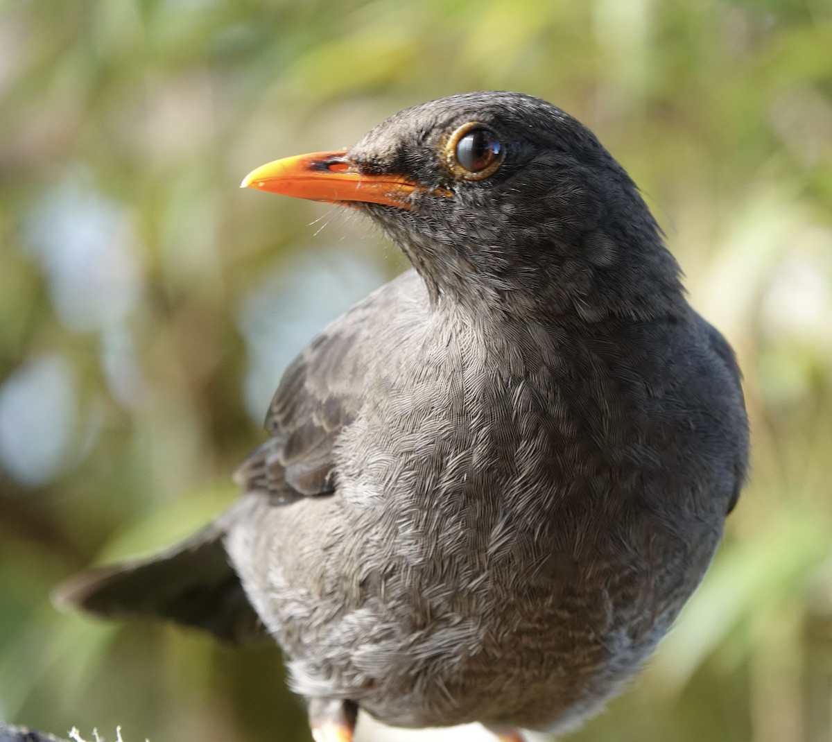 Great Thrush - ML647277957
