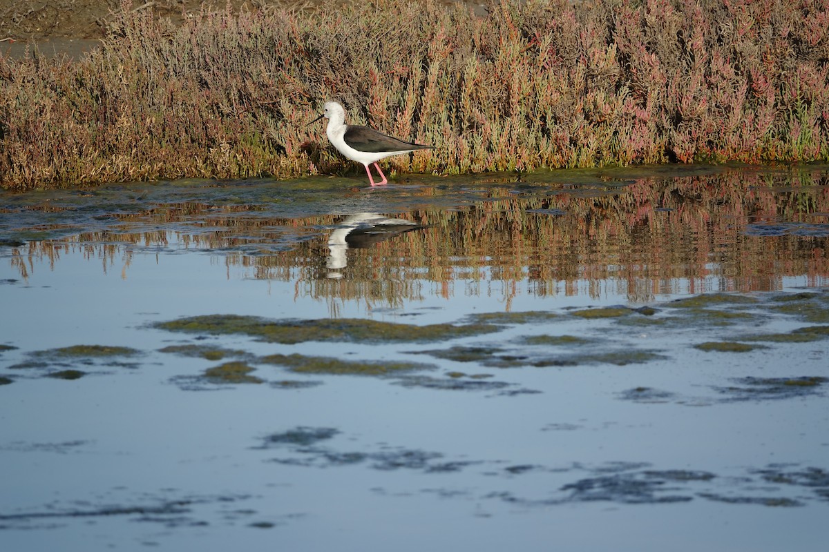 Black-winged Stilt - ML647277958