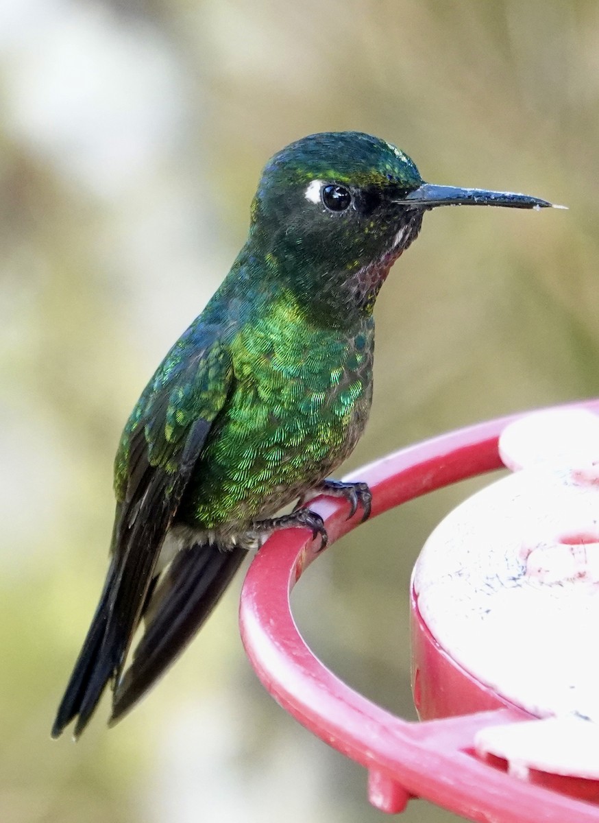 Tourmaline Sunangel - ML647277960