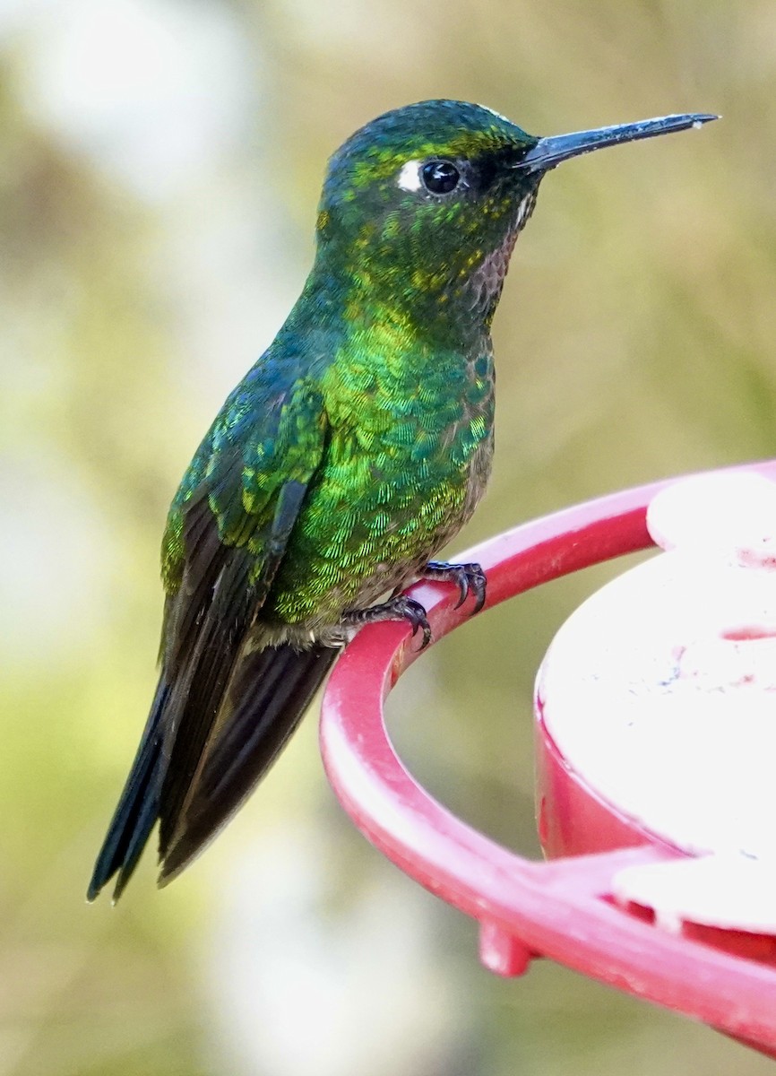 Tourmaline Sunangel - ML647277961