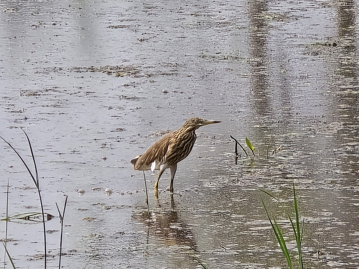 Indian Pond-Heron - ML647277963