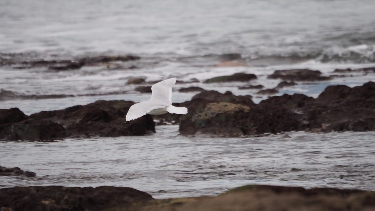 Mediterranean Gull - ML647277966