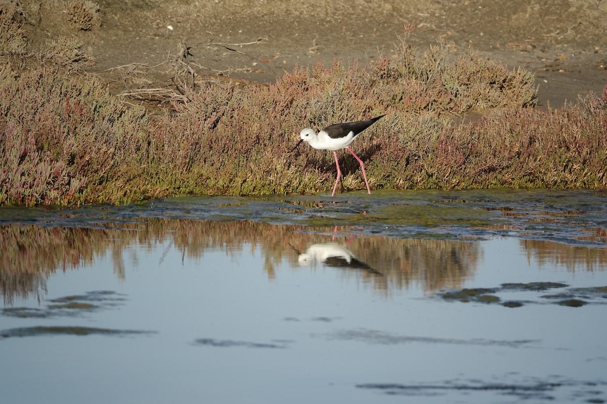Black-winged Stilt - ML647277967