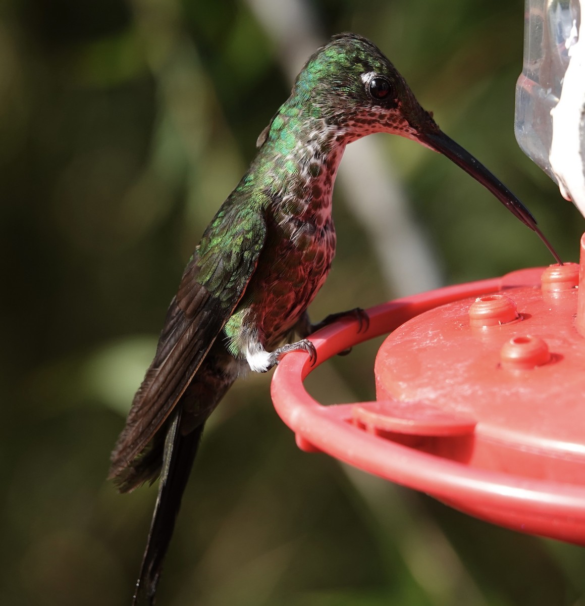 Empress Brilliant - ML647277968