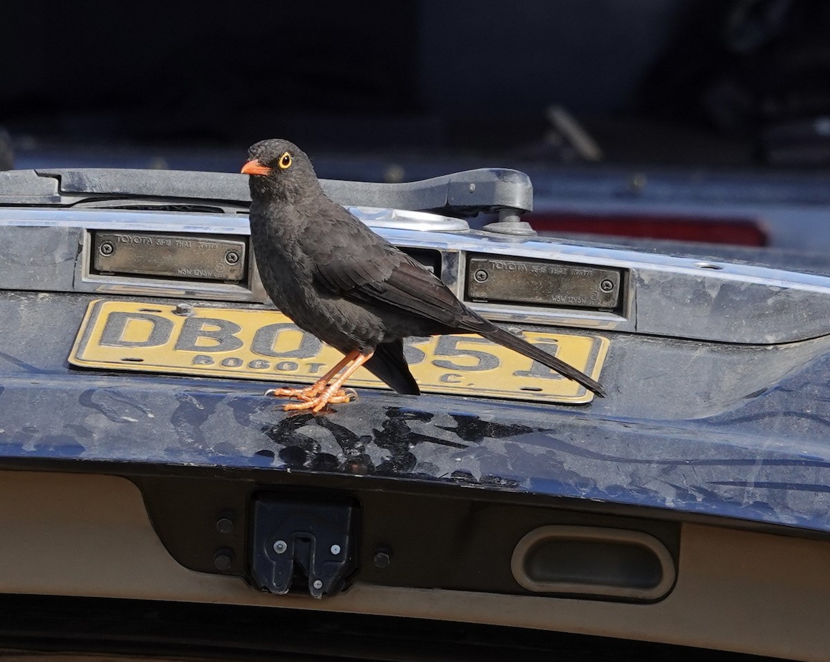 Great Thrush - ML647277969