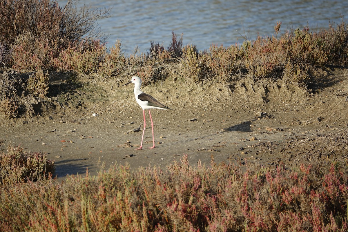 Black-winged Stilt - ML647277973