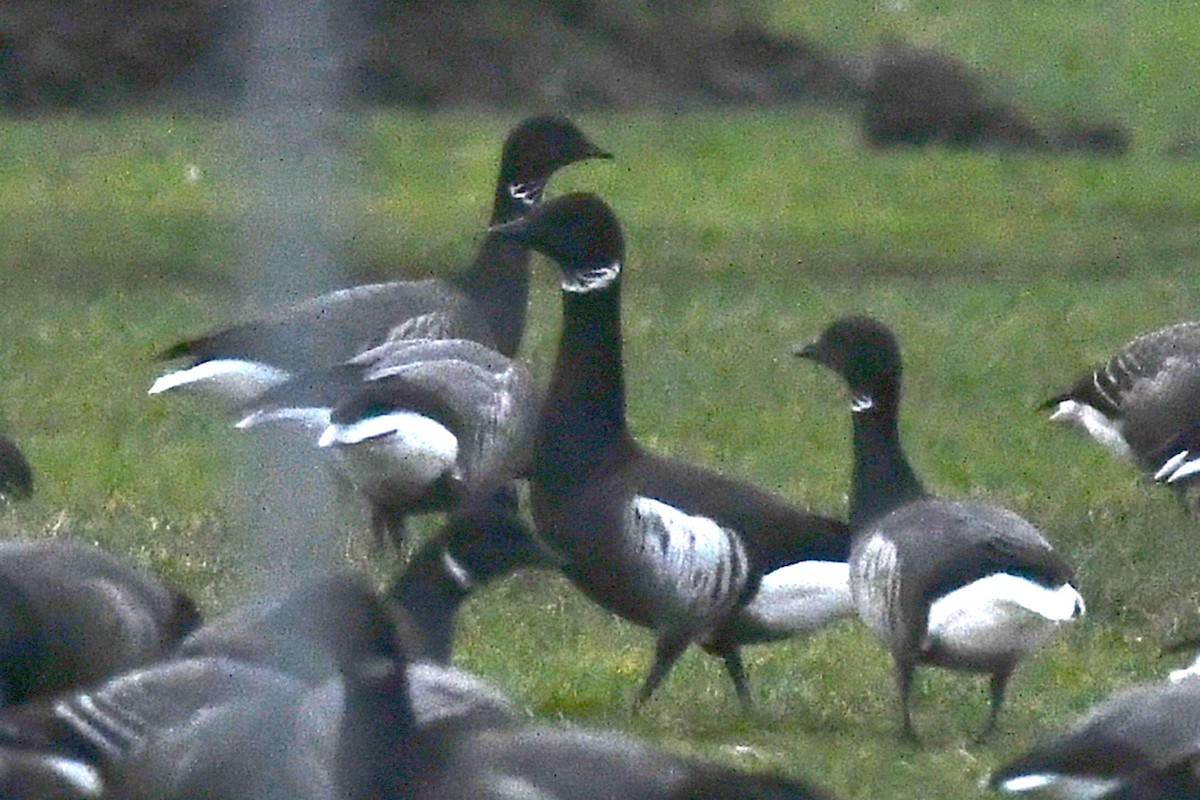 ברנטה כהה (שחורה) - ML647277975