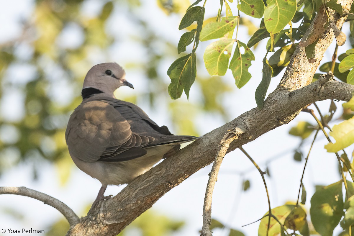 Vinaceous Dove - ML647277980