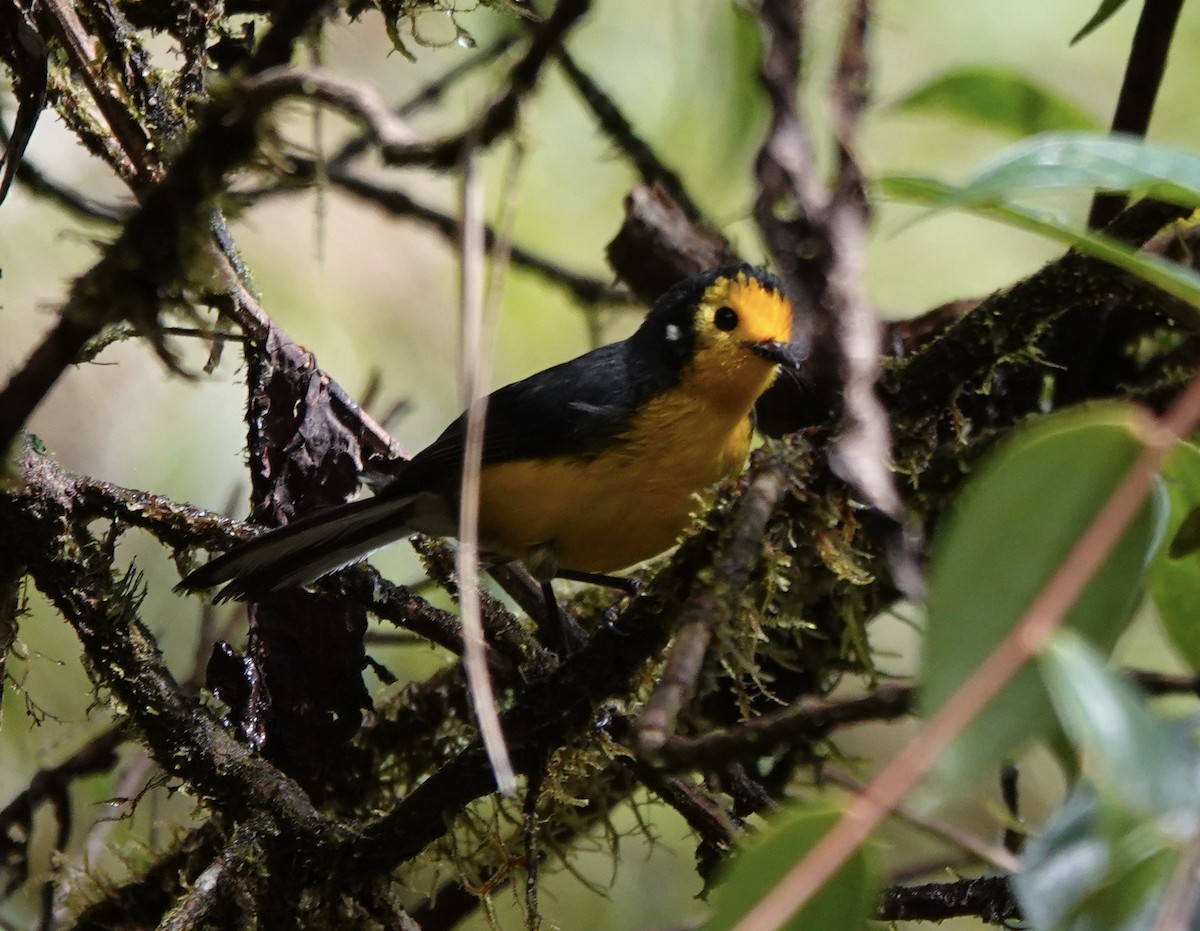 Süslü Ötleğen - ML647277998