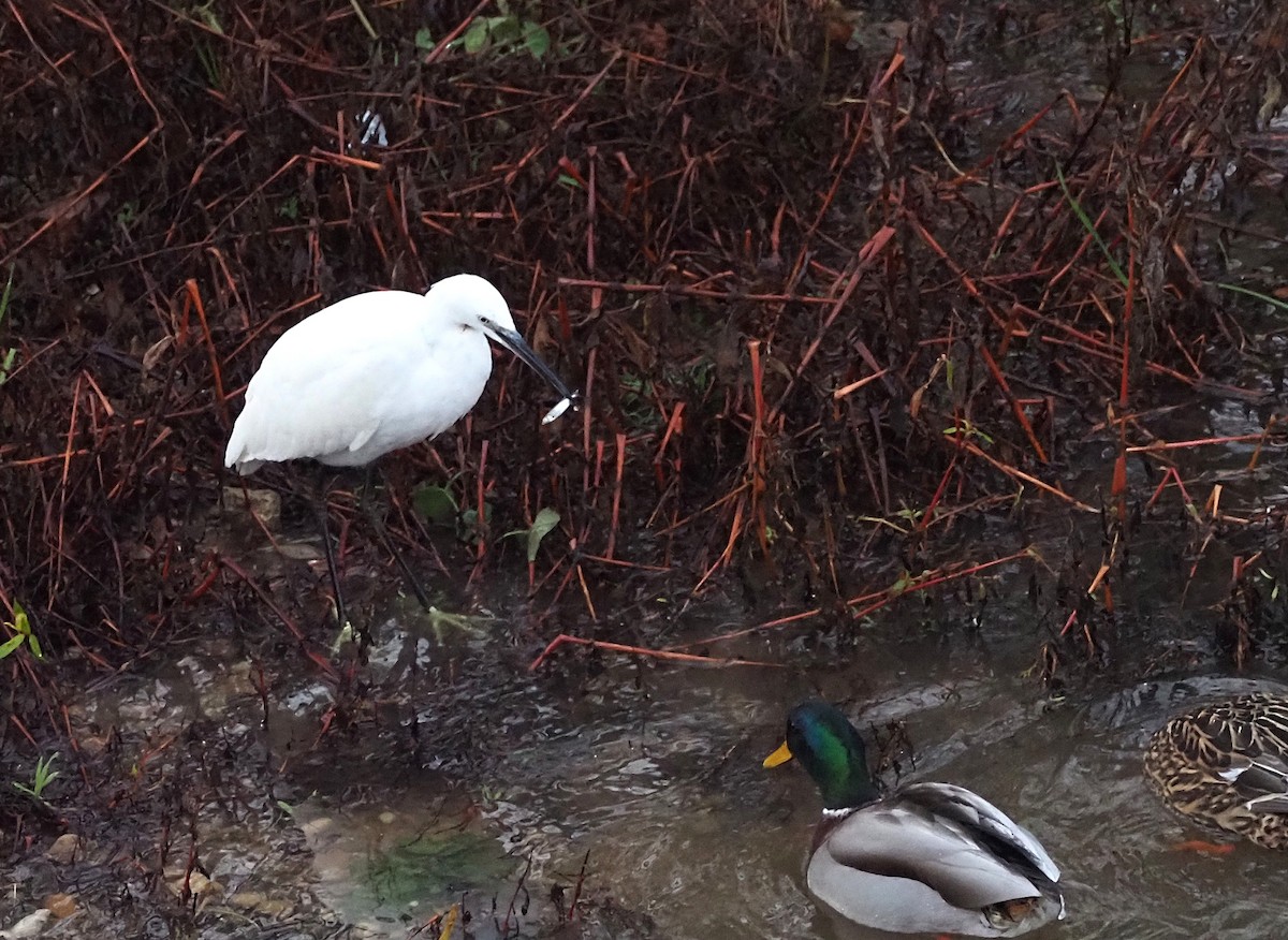 Little Egret - ML647278008