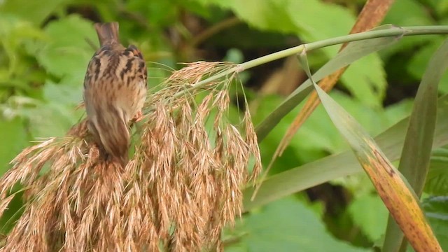 Седоголовая овсянка - ML647278009