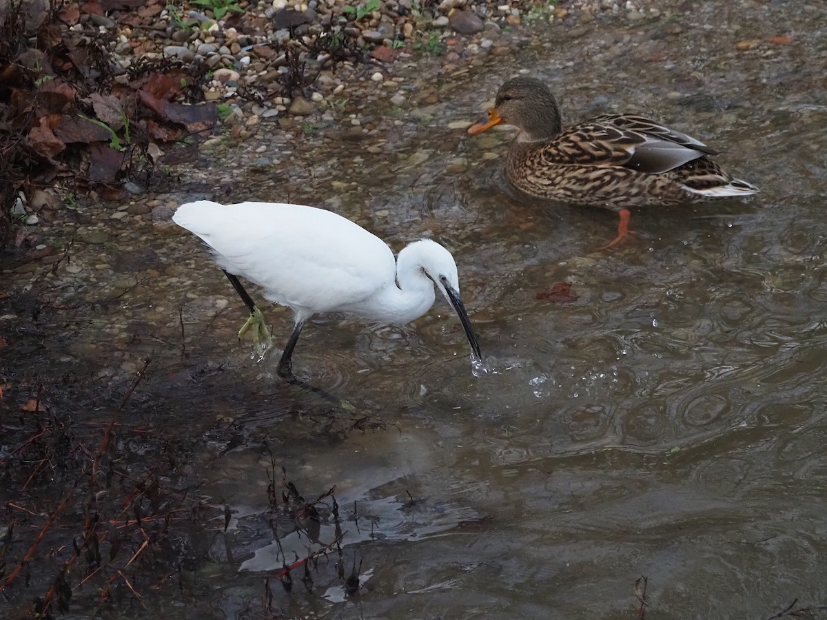 Little Egret - ML647278015