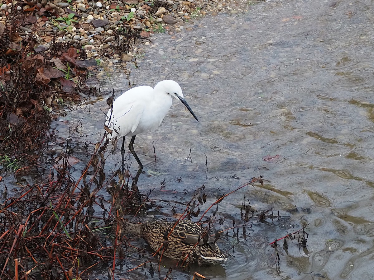 Little Egret - ML647278019