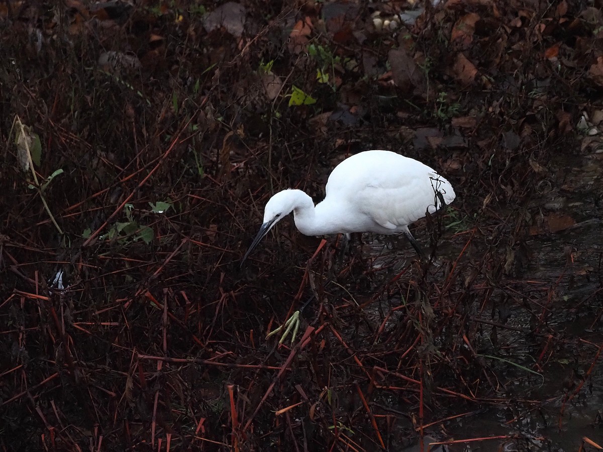 Little Egret - ML647278023