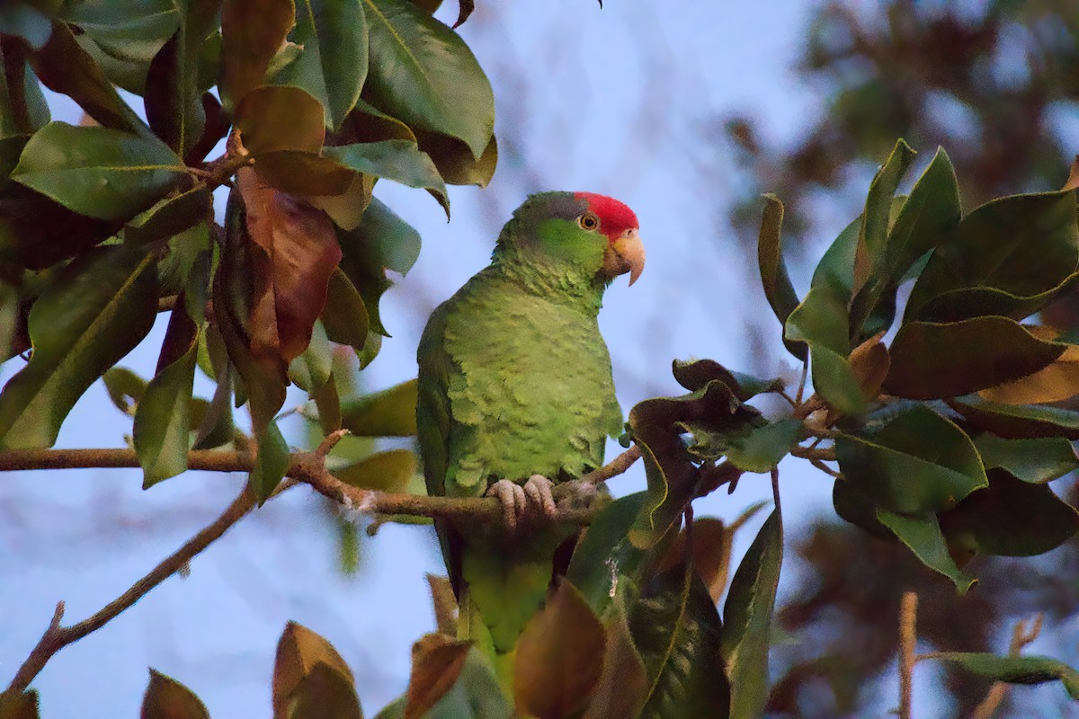 Red-crowned Amazon - ML647278024