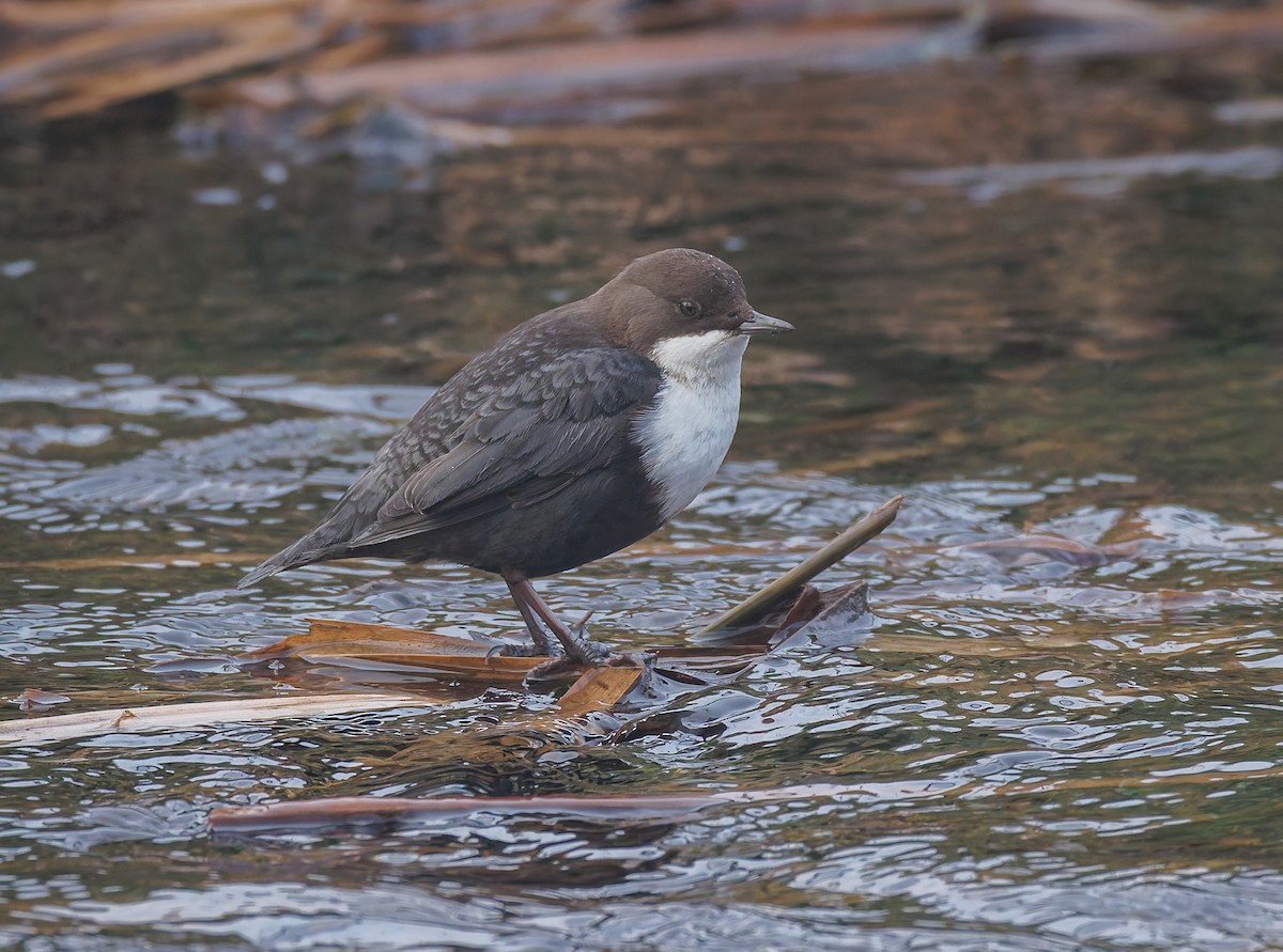 White-throated Dipper - ML647278025