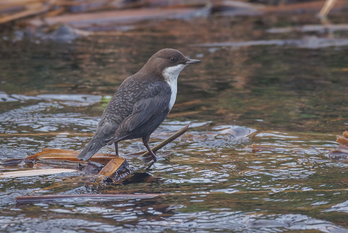 White-throated Dipper - ML647278026