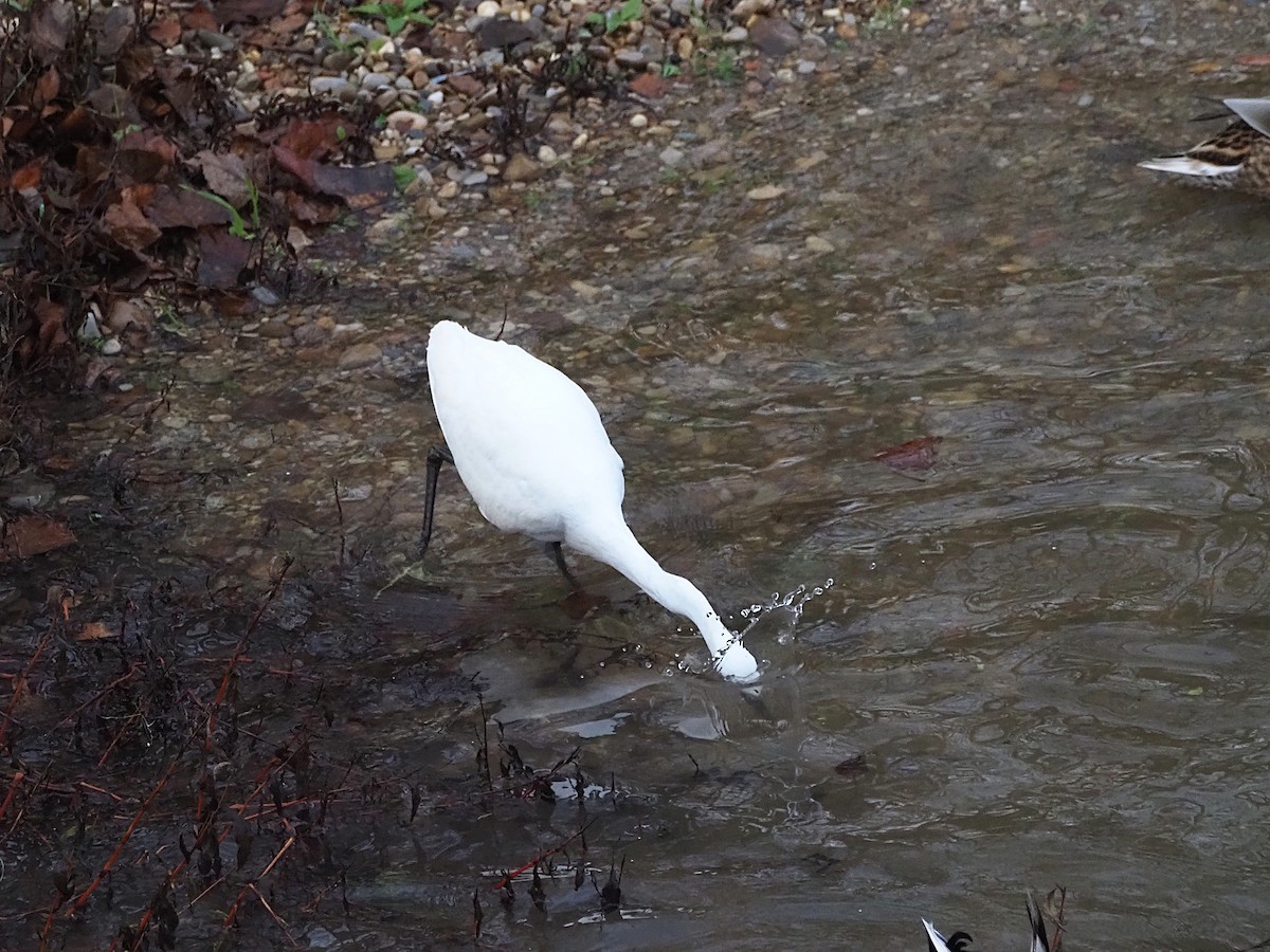 Little Egret - ML647278027
