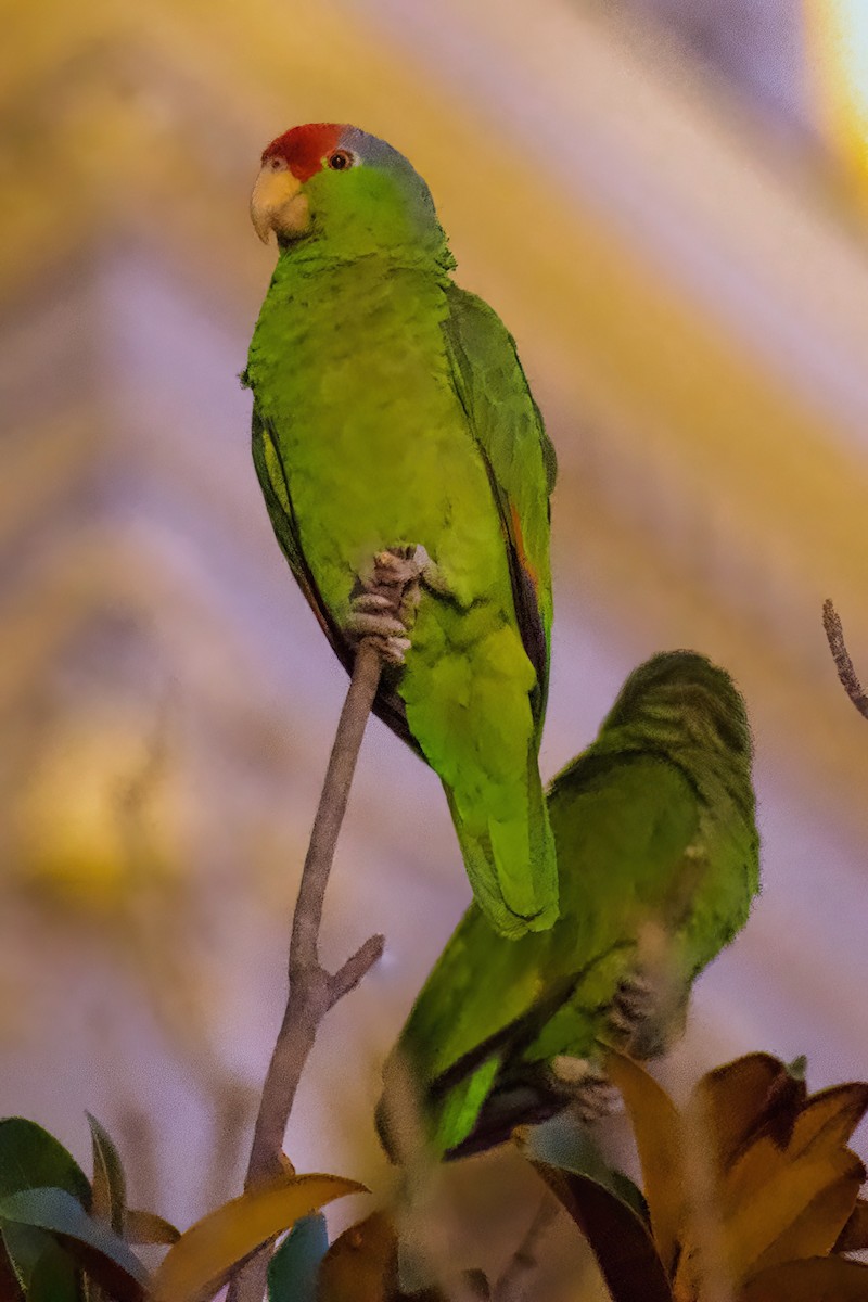 Red-crowned Amazon - ML647278028