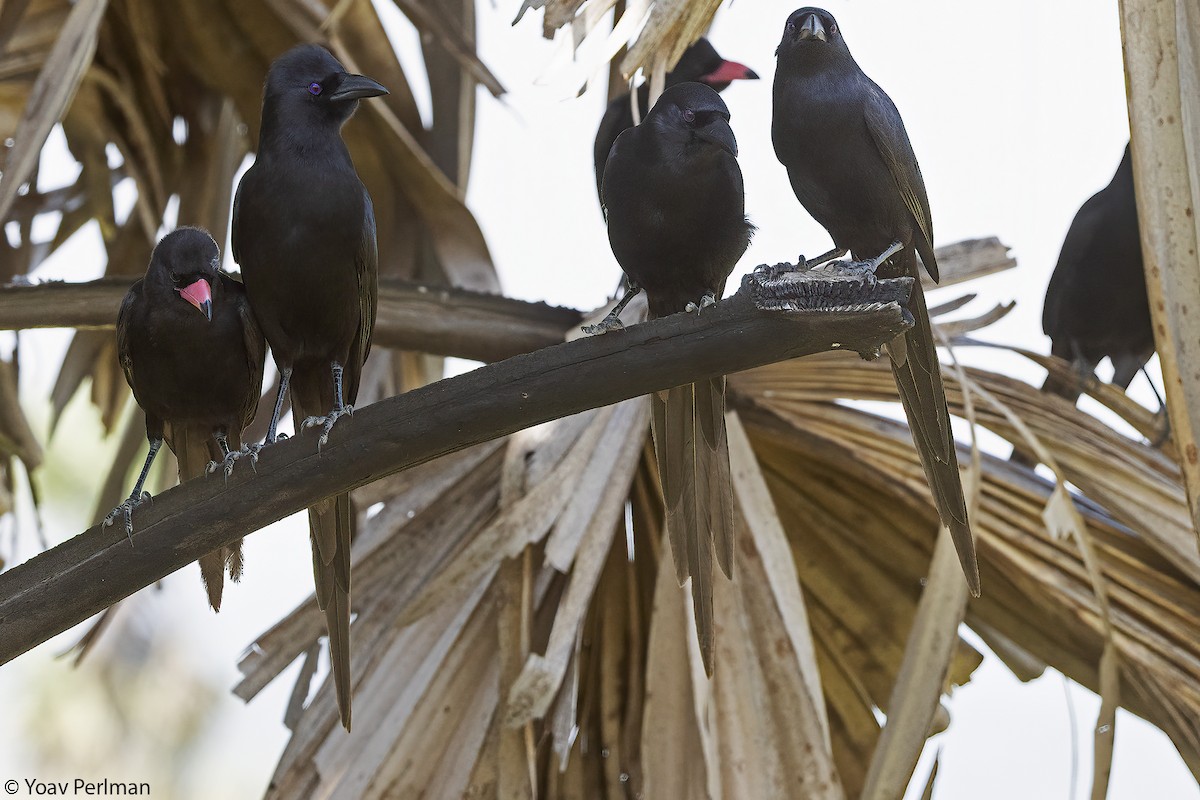 Африканская сорока - ML647278040