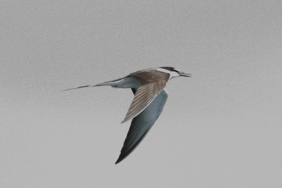 tøyleterne - ML647278046