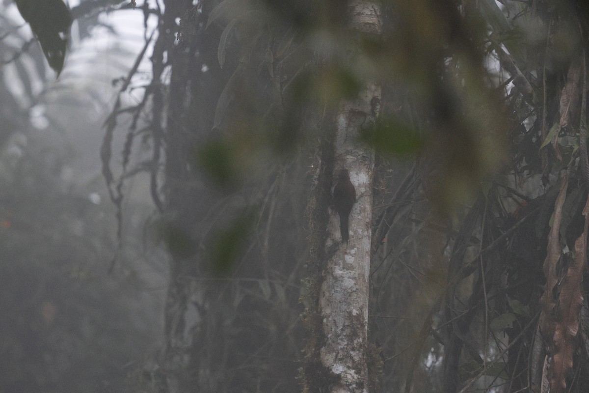 Dağ Tırmaşık - ML647278047