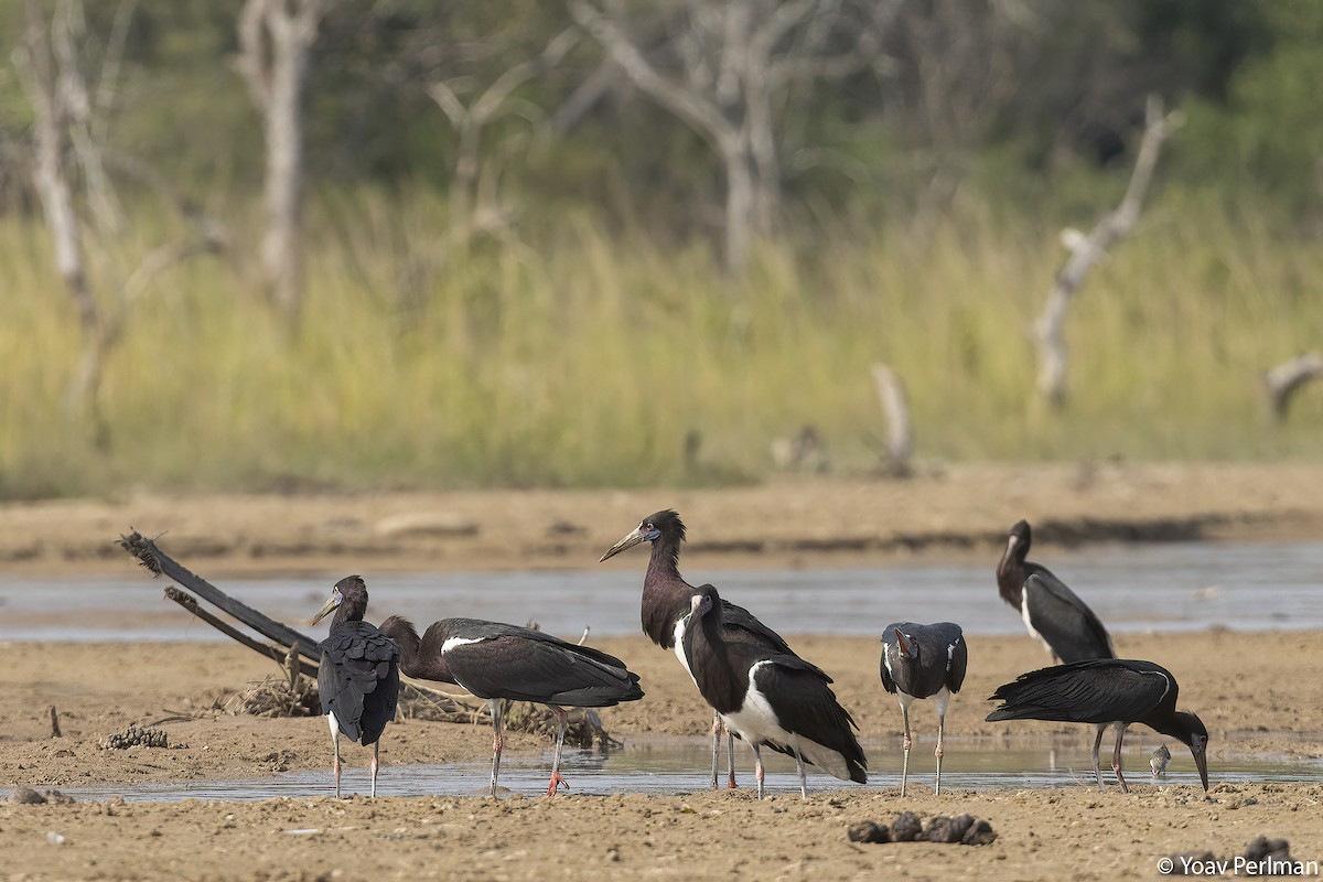 Abdim's Stork - ML647278062