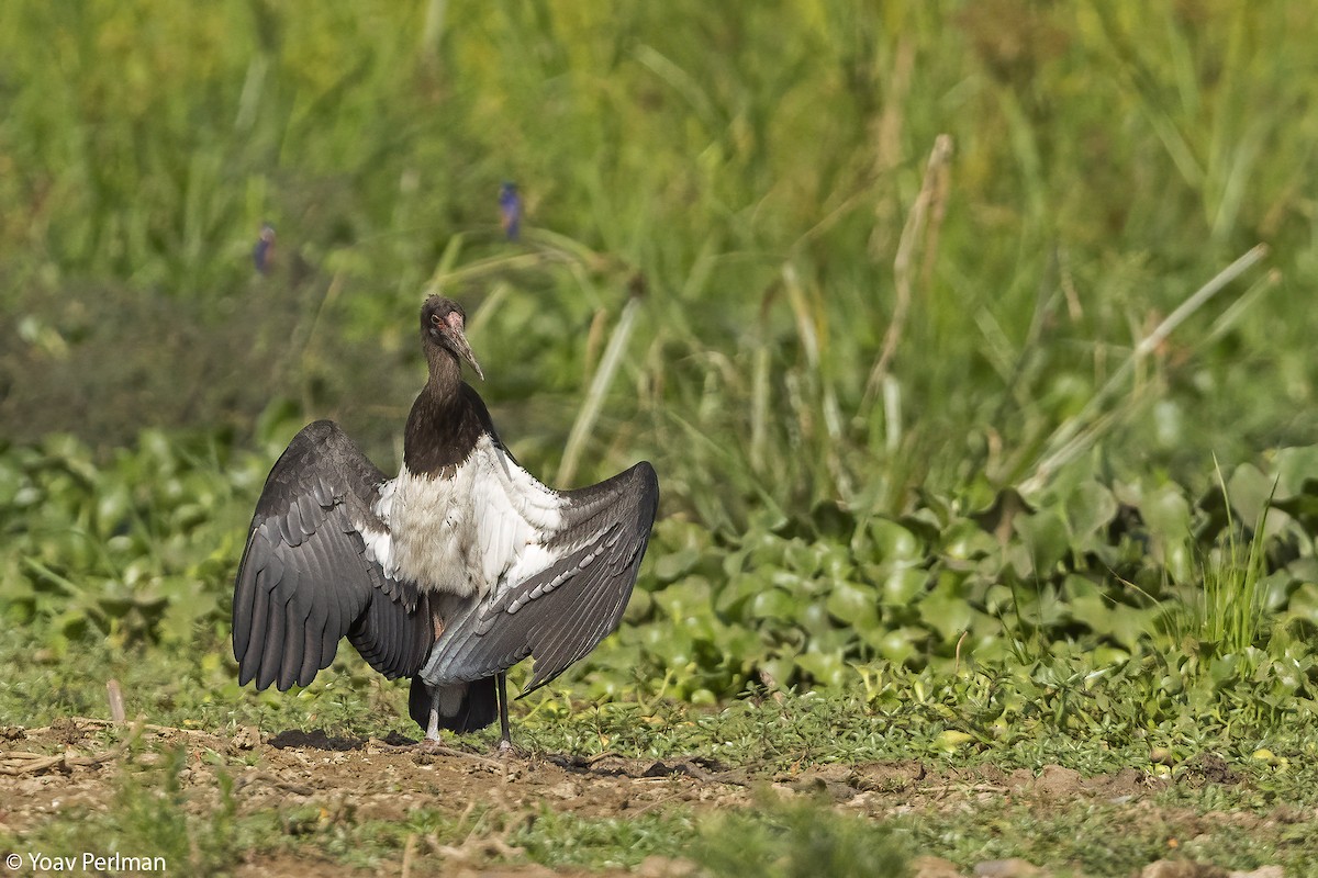 Abdim's Stork - ML647278063