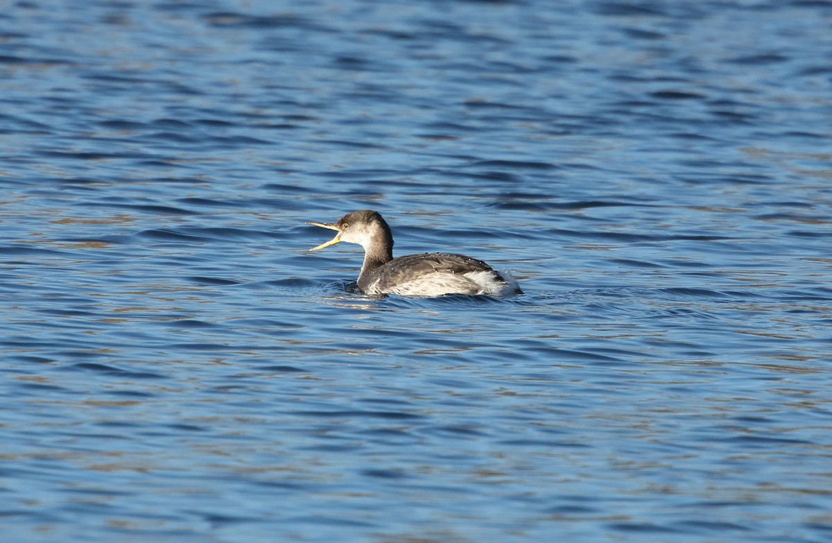 Red-necked Grebe - ML647278064
