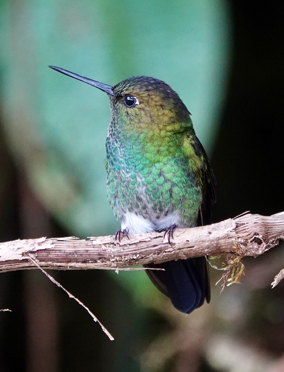 Bakır Rengi Pufayak - ML647278071