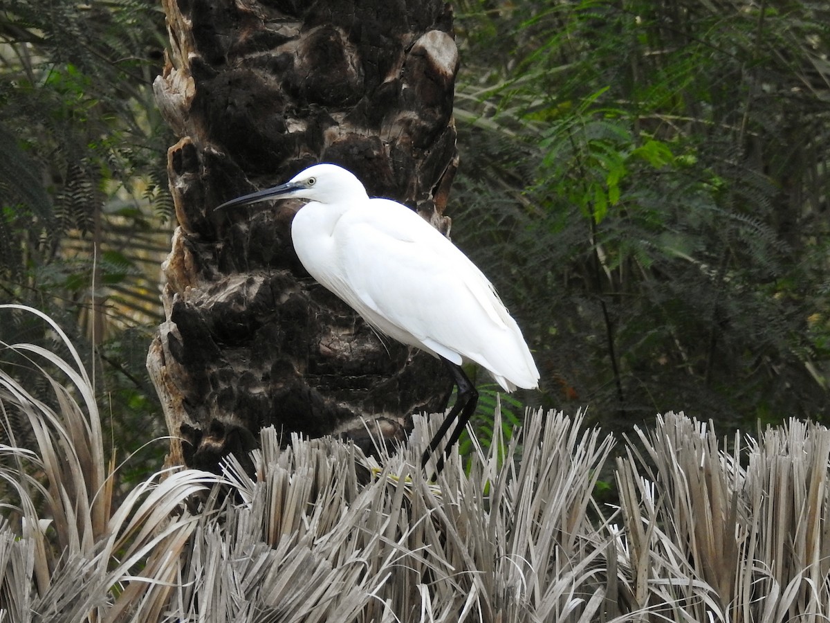 Little Egret - ML647278085