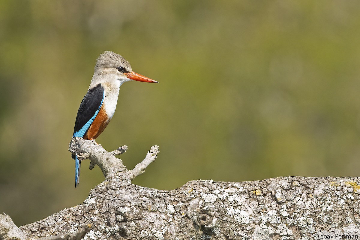 Gray-headed Kingfisher - ML647278108