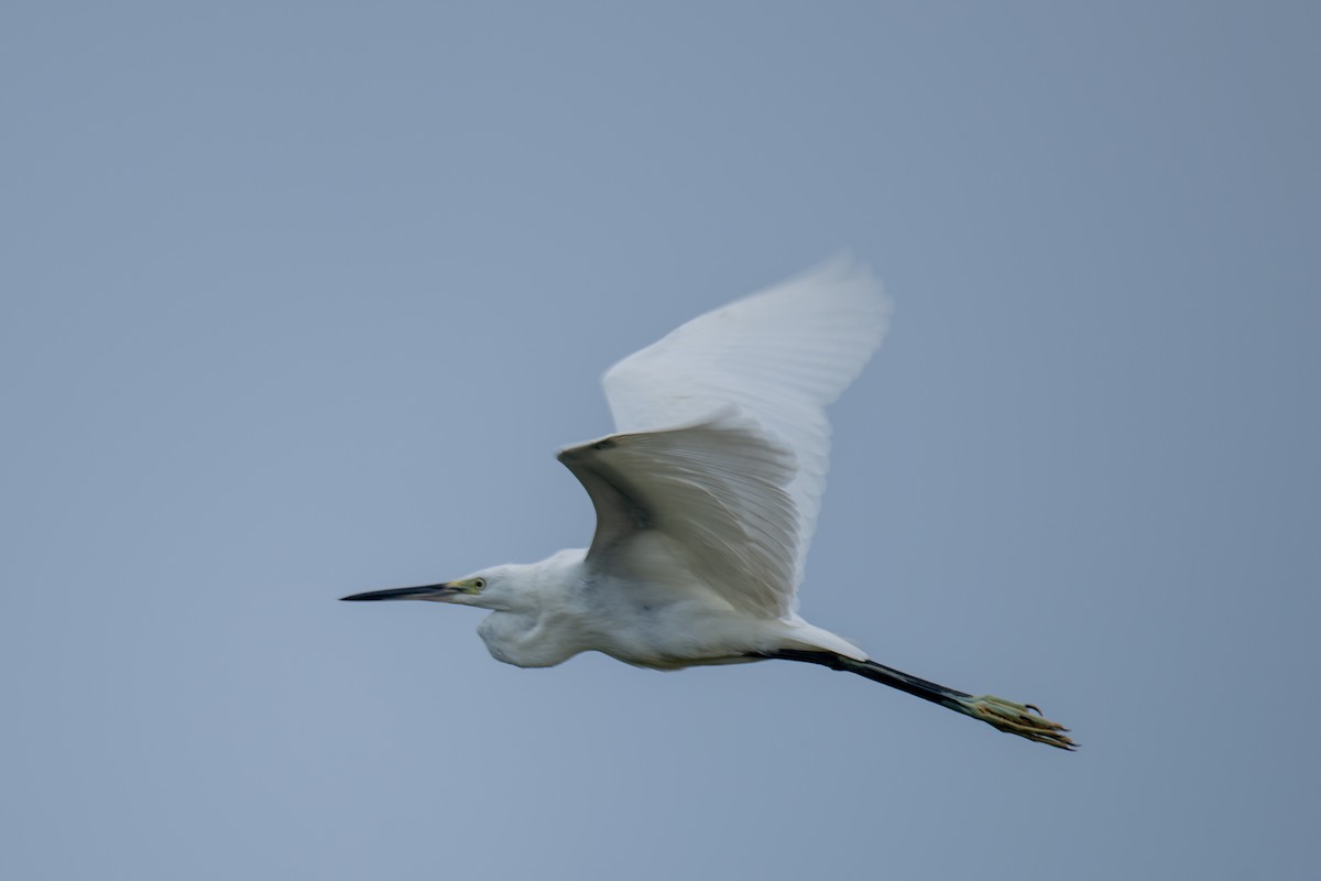 Little Egret - ML647278109