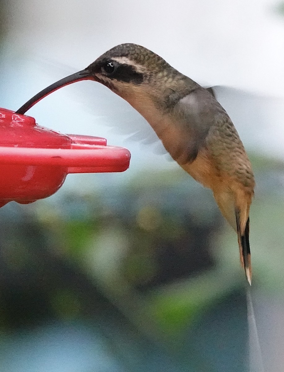 Ermitaño Ventrihabano - ML647278142