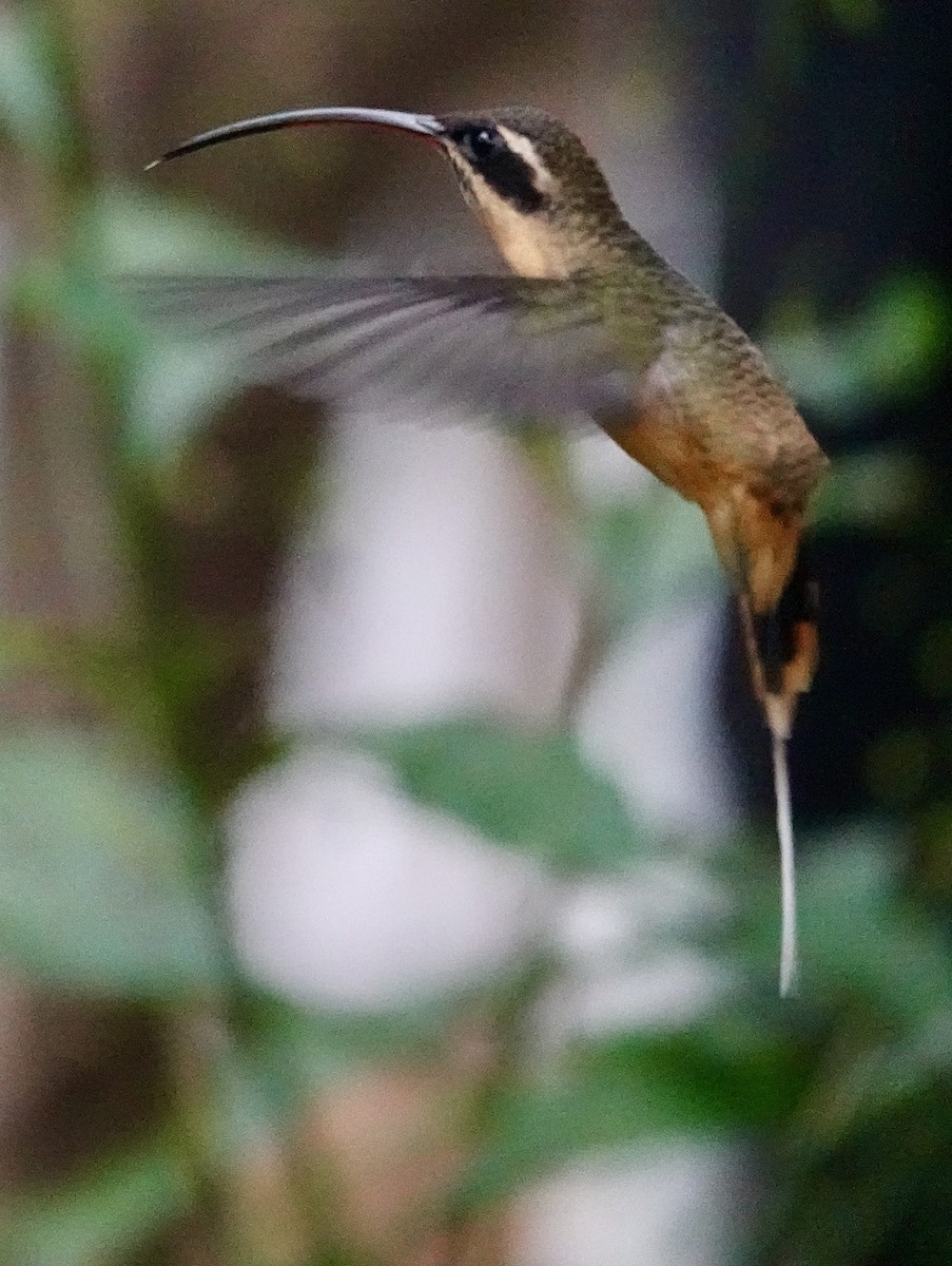 Ermitaño Ventrihabano - ML647278143